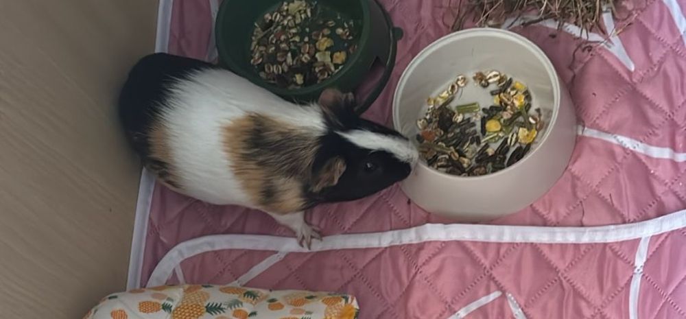 Морские свинки малыши