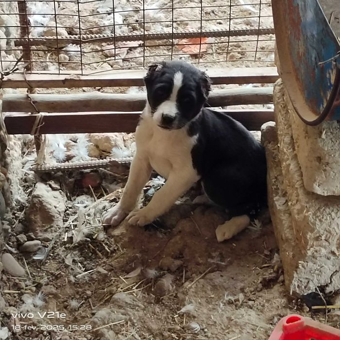 Alabay choʻpon it bolalar sotiladi 5ta erkak 2ta ayol narxi 550 mindan