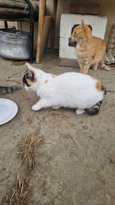 Подарявам котенца