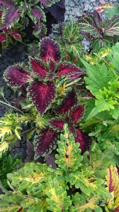 Продам колеусы разные