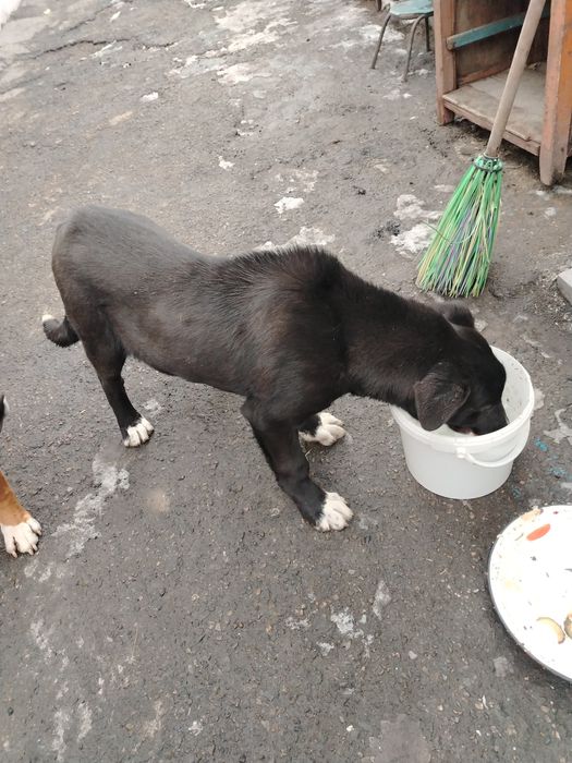 Алабай, девочка, 3 месяца продам