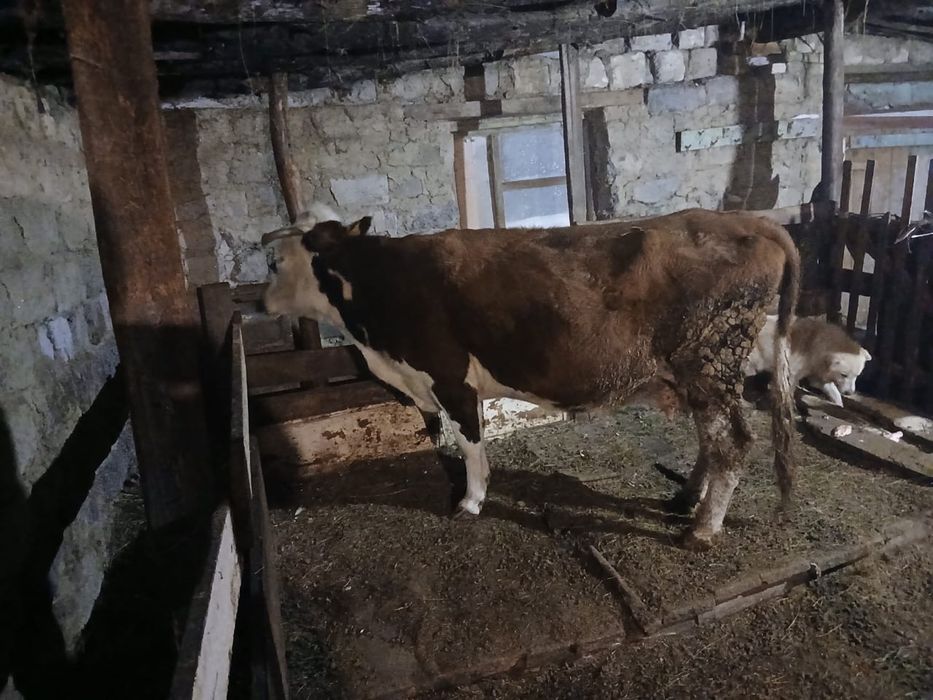 Продам корову на мясо