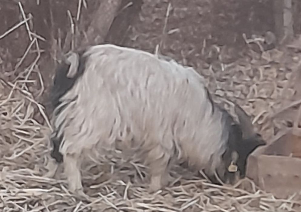 Текешік сатылады