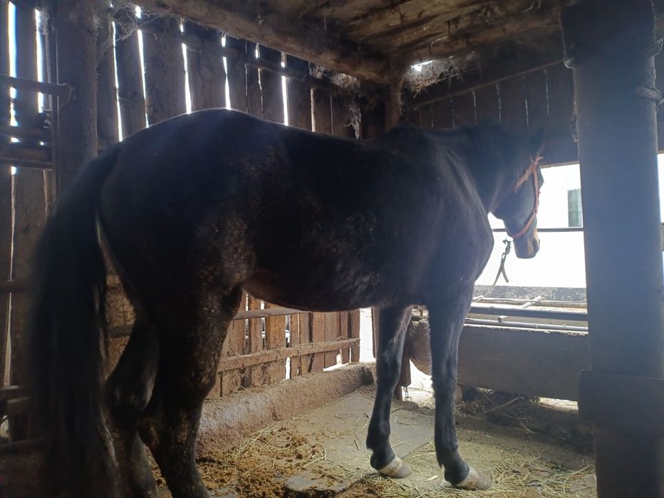 Продам кобылу алв