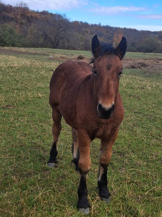 Mânza  5 luni, murgâ