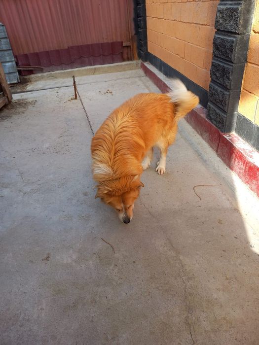 Кавказский овчарка