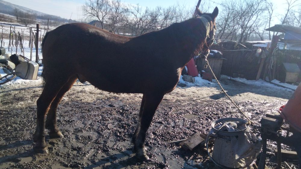 Vind cal castrat cuminte trage foarte bine curat la picioare ș