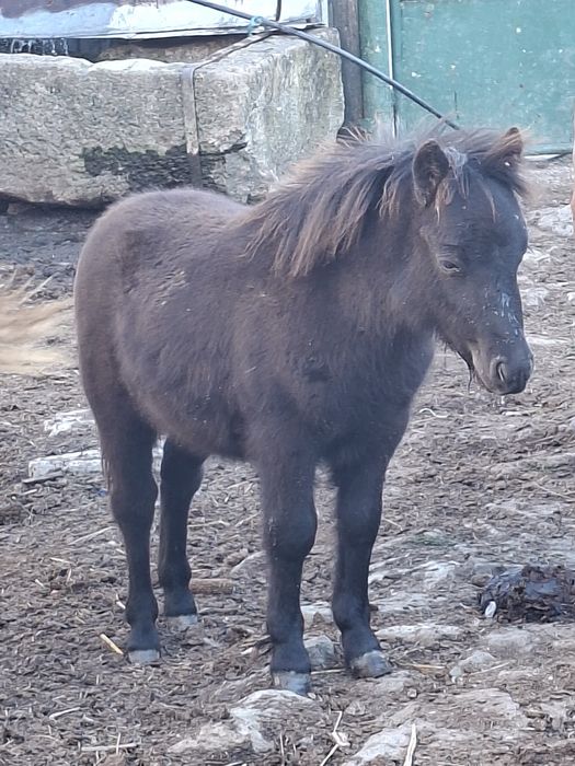 Manji de ponei de vanzare