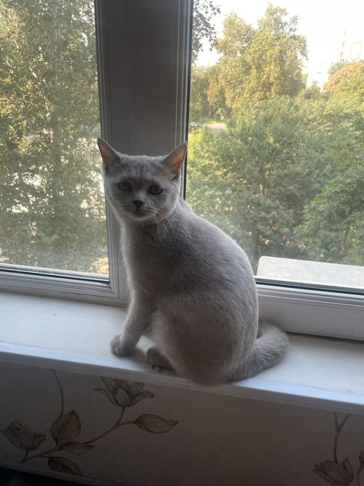 Британская кошка