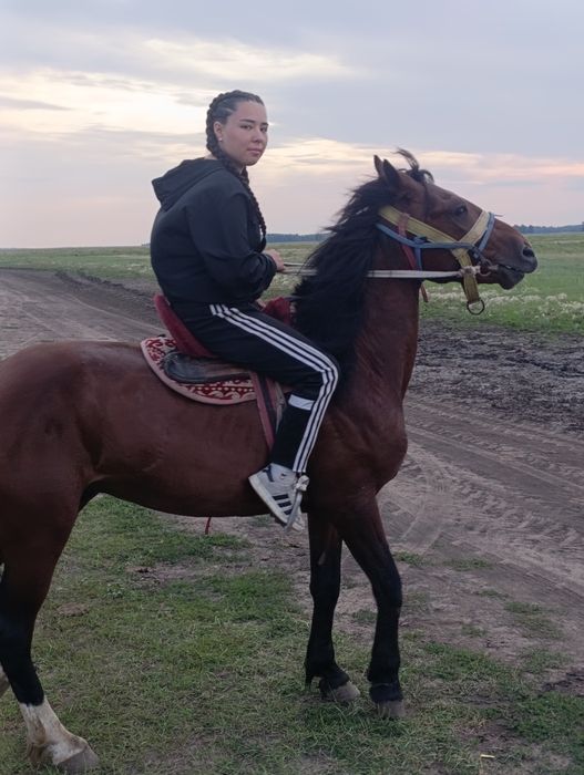 Жеребец гнидой ,4 года