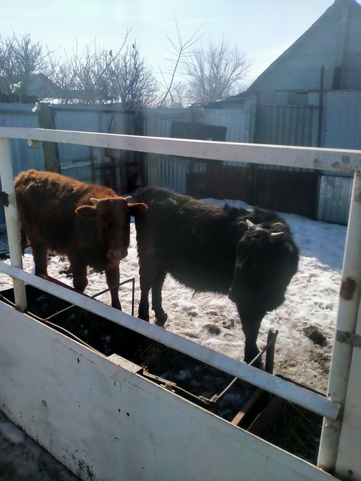 Быки салыталыд срочно