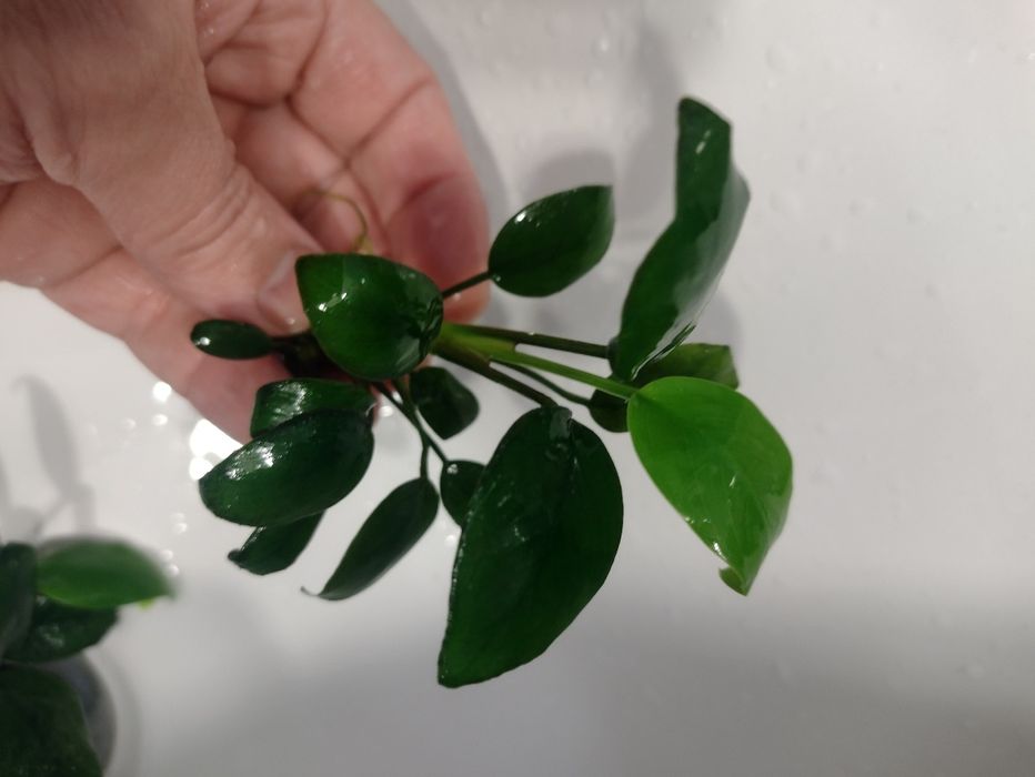 Plante acvariu pesti