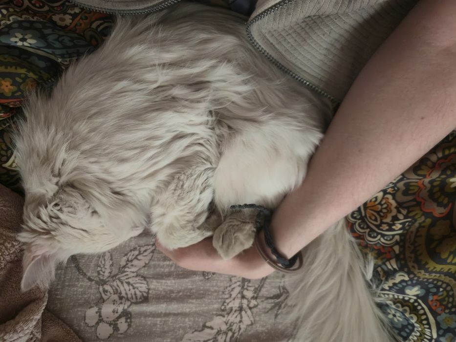 Срочно! Кот ищет дом