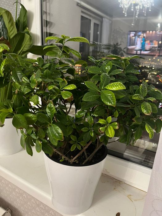 Цветы для уюта вашего дома