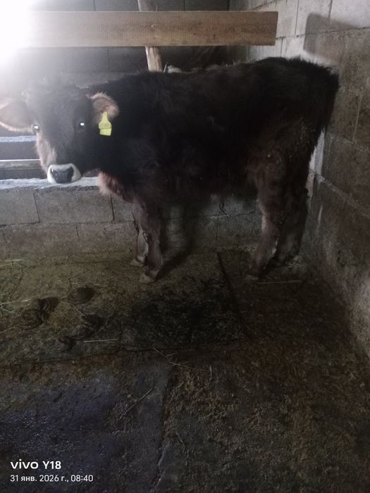 Бузау сатам. Продам бычка