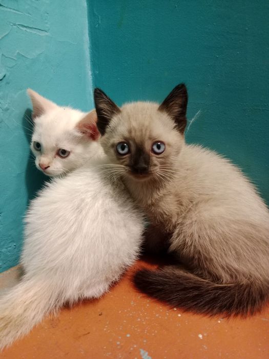 Отдам  котят в добрые руки