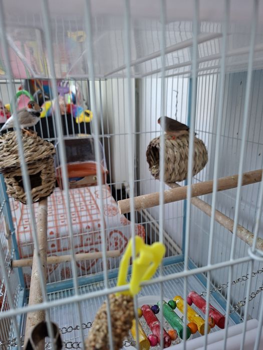 Vând zebre australiene tinere