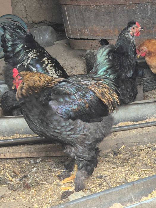 Păsări Brahma de vânzare