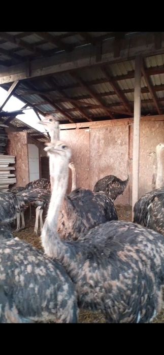 Pui de struți cu vârsta 5 /7  luni