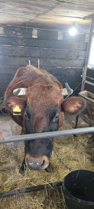 Продам коров глубоко стельных