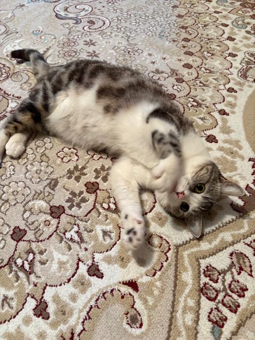 Отдам в хорошие руки