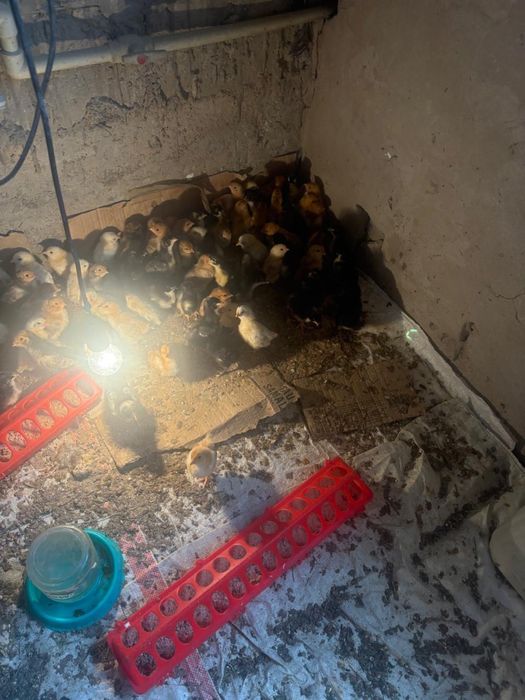 Продается цыплята