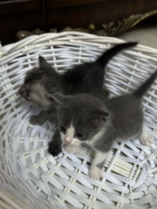 Продаются котята