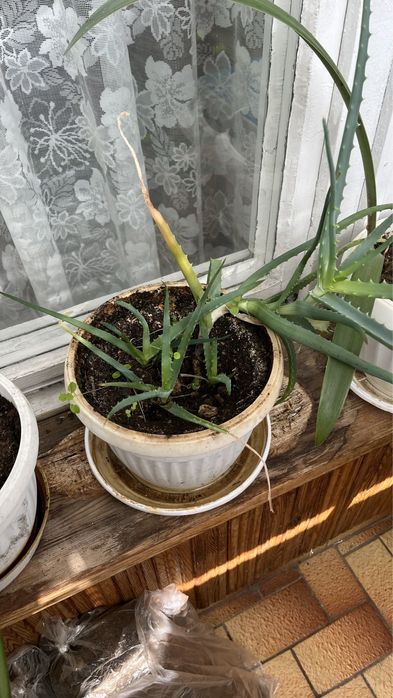 Спешно!!!Алое вера в саксия