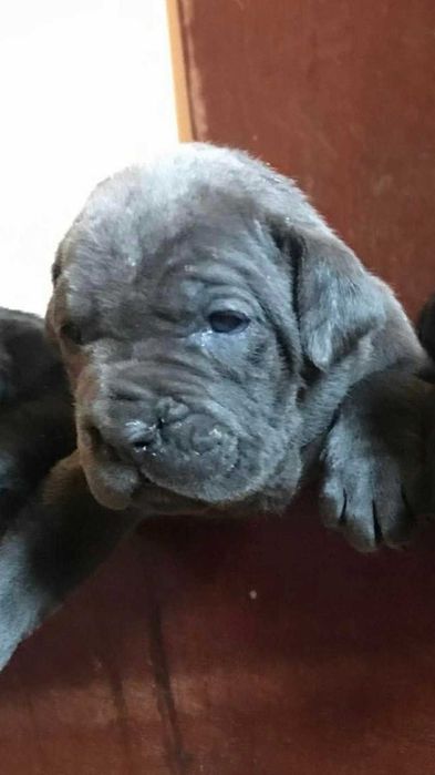 femela cane corso pui cu pedigree fci
