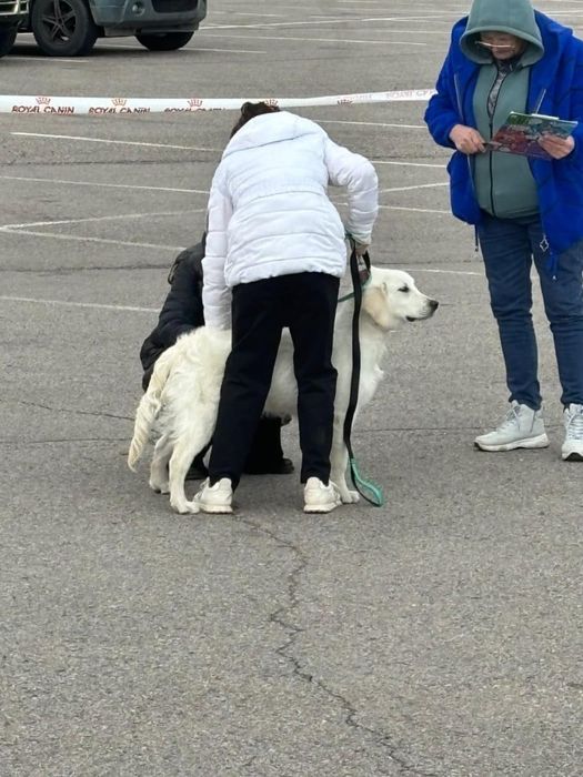 Золотистый ретрирвер для вязки