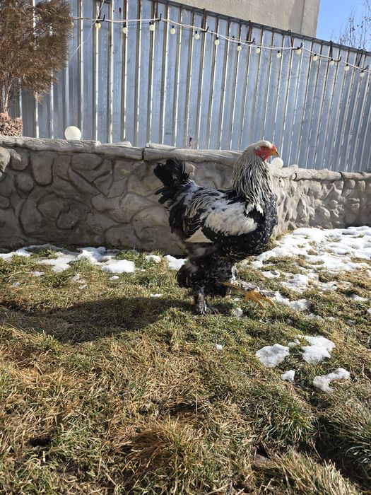 Тёмная брама ПЕТУХ