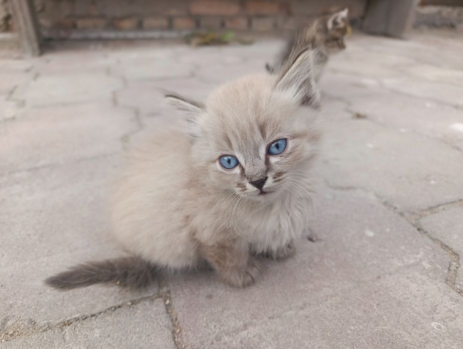 Милые котята в добрые руки