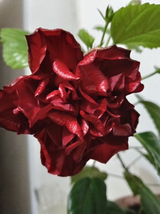 Продам китайскую розу.