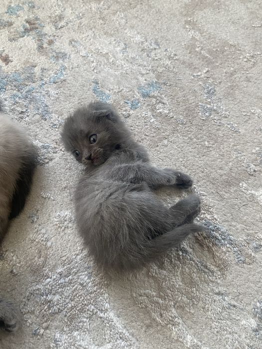 Продам Британских/Шатланских котят
