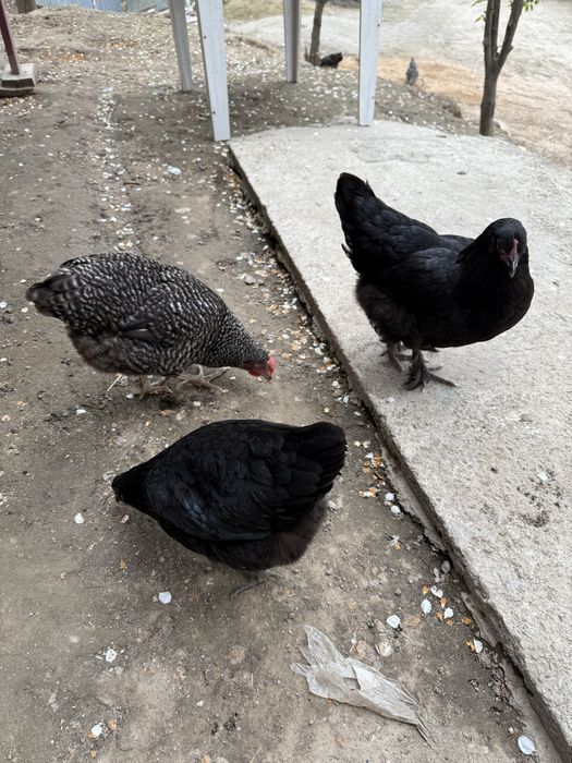 Курый. Тауықтар жас. 7 айлық.