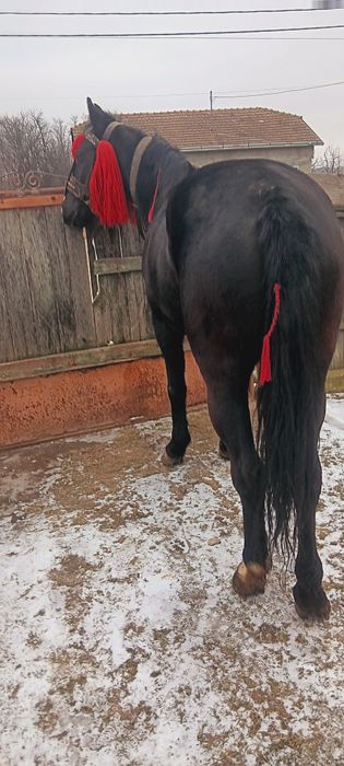 Vind urgent iapa de 4 ani