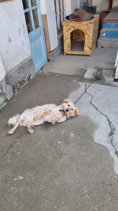 МАКС лақабли ит сотилади