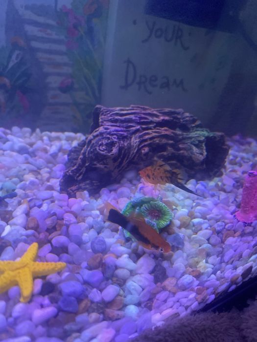 30 lei perechie moli portocaliu cu negru