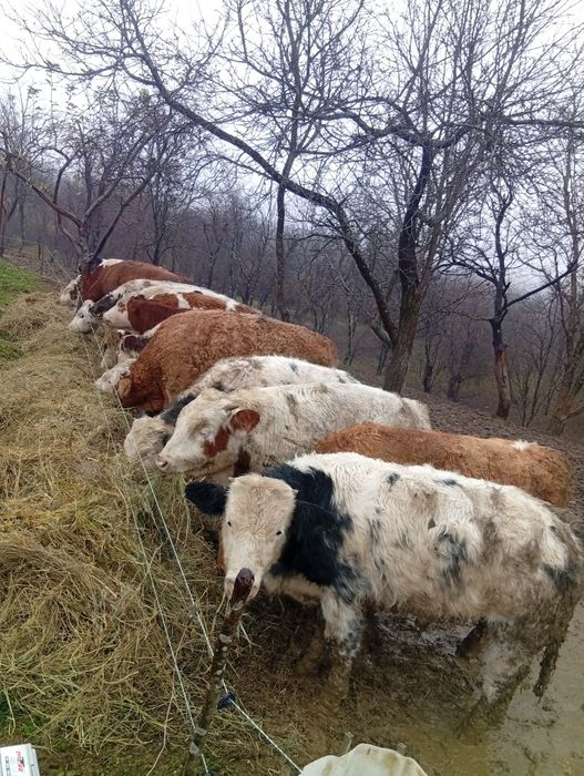 Vând viței femele și masculi