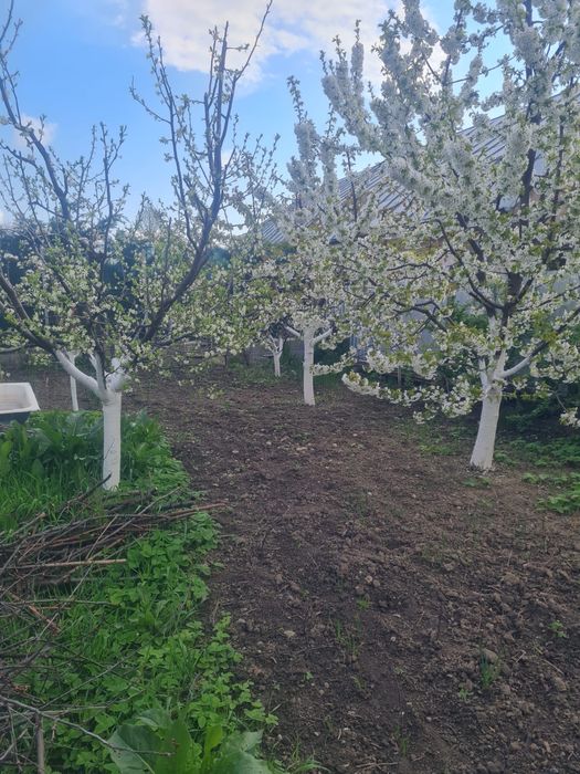 Casa batraneasca - cartierul CFR