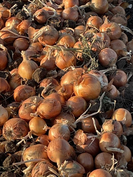 Ceapa de toamna Legend F1