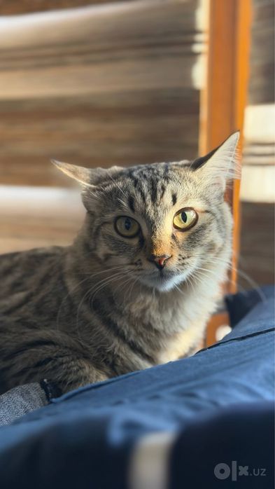 Кошка и котенок ищут новый дом!