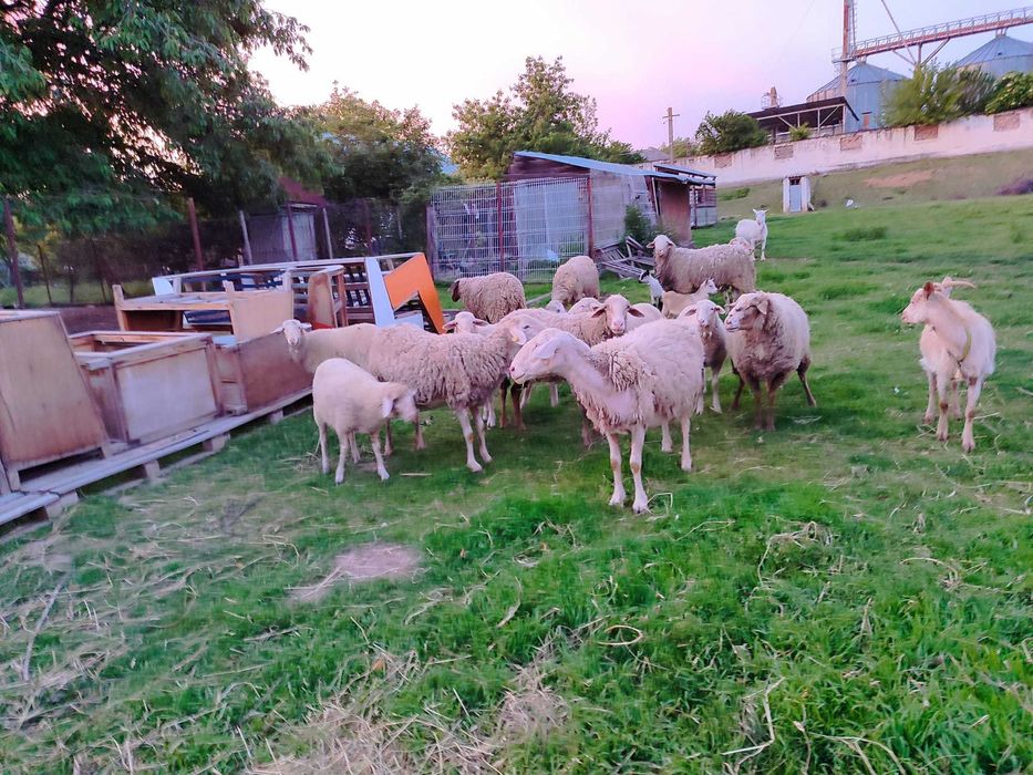 Vând 14 oi rasa Lacaune – doar la grămadă