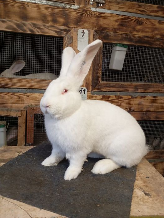 Mascul  Uriaș german