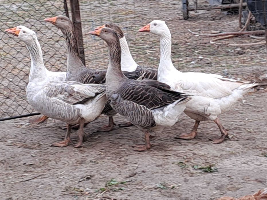 Gâște caută altă casă