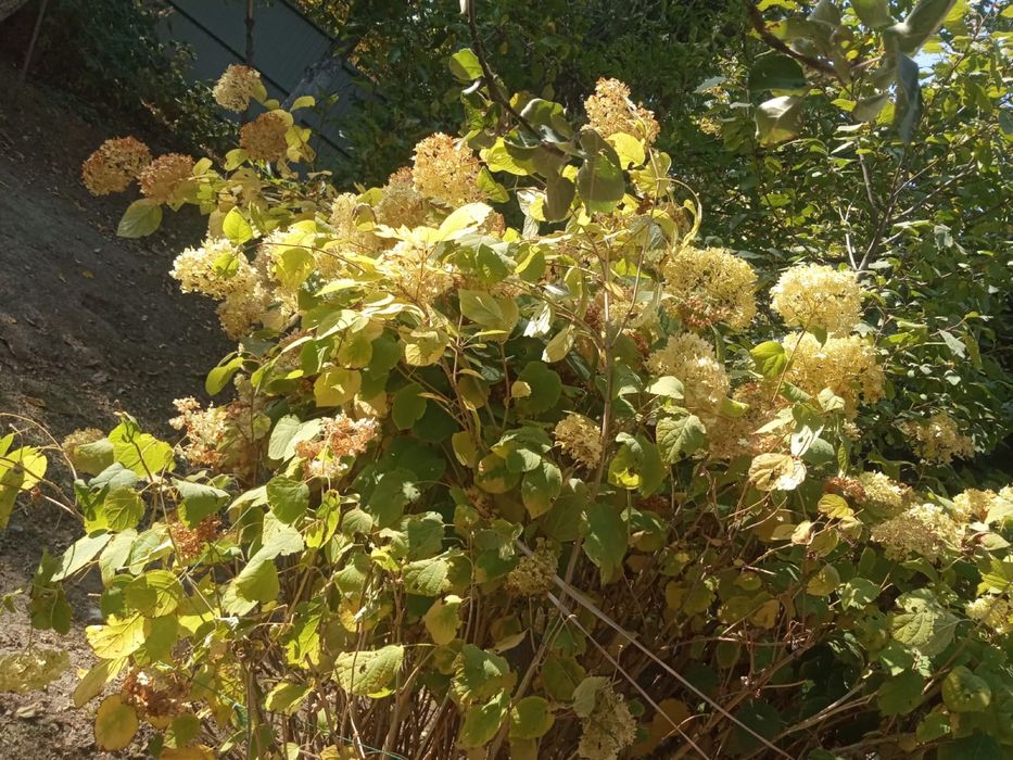 Продам гортензию кустовую