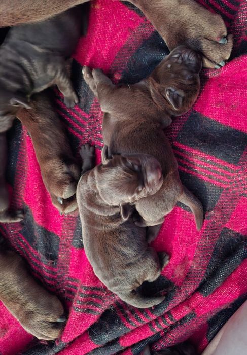 Есть на бронь лабрики-шоколадки