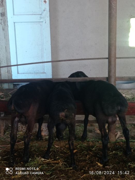 Qõchqorlar sotiladi