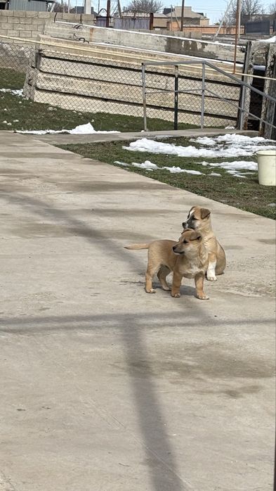 Продам щенка, кабель, дворняжка.