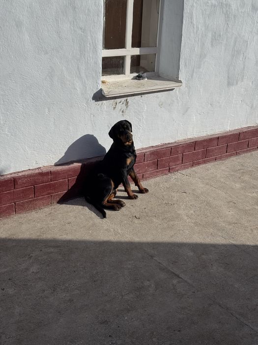 ПРОПАЛА СОБАКА , порода Ротвейлер!